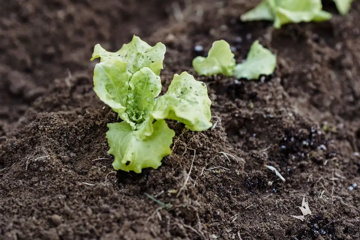 Amendment or Fertilizer? Match It to When You Plant