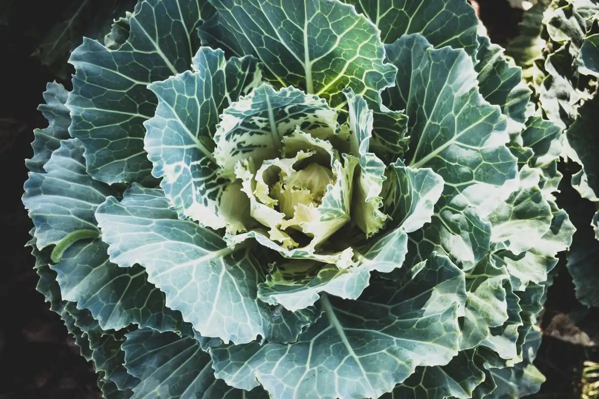 Balcony Kale Growers Can Still Prevent Cabbage Worms