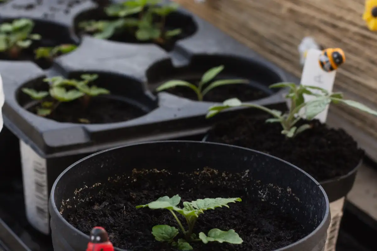 How to Keep Balcony Pots Harvesting with Succession Planting