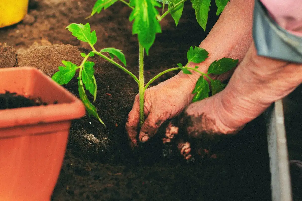 Compost Tea Is Not the Fertilizer Your Vegetables Need