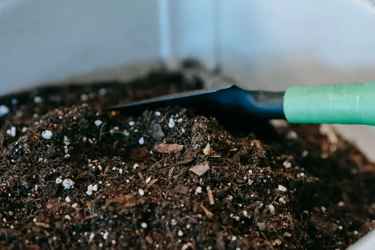 What Compost Tea Actually Does for Vegetable Plants