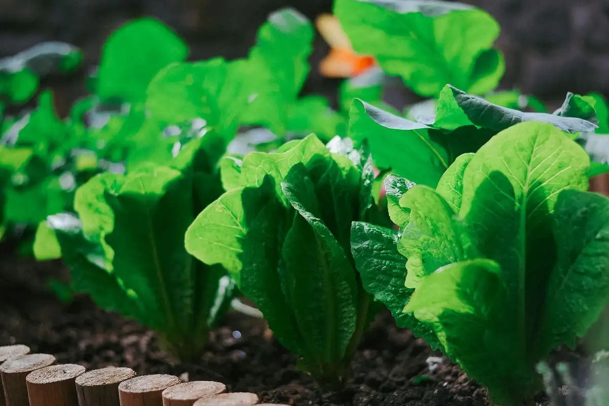 Crispy Leaf Edges Mean Too Much Fertilizer, Not Too Little
