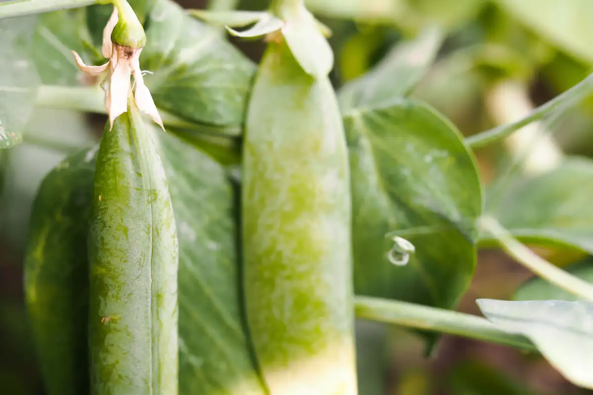 How Crop Rotation Tells What to Plant After Lettuce and Peas