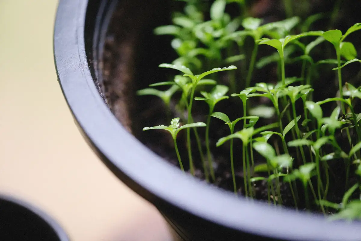 Don't Replace Container Soil Between Crops—Do This