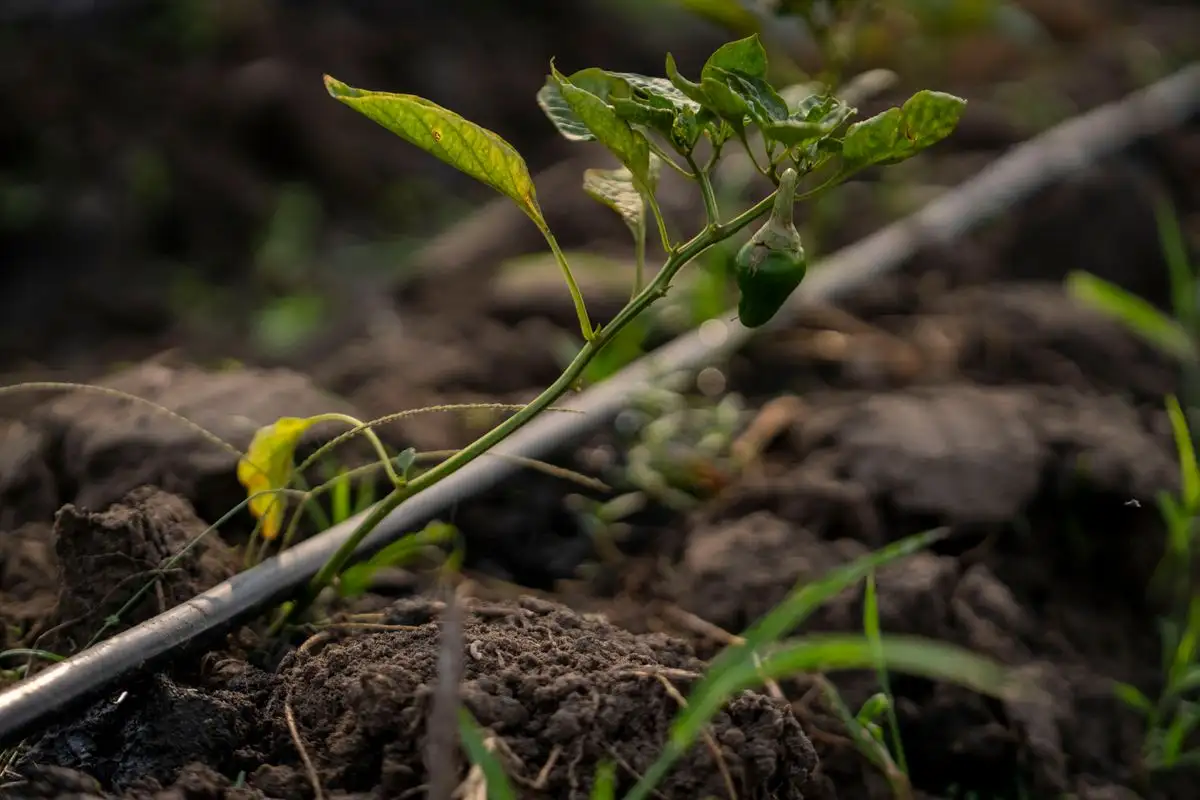 Why Drip Emitters Clog and How to Winterize Your Lines