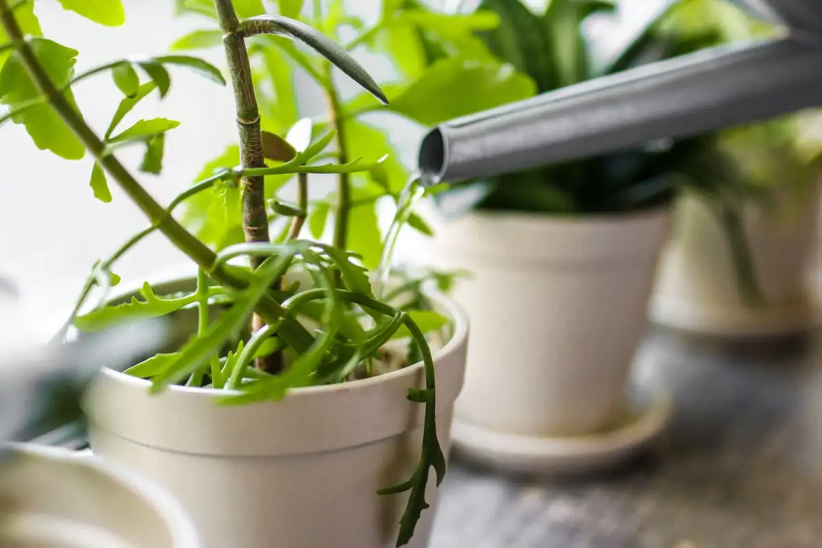 Every Watering Washes the Fertilizer Out of Your Pots
