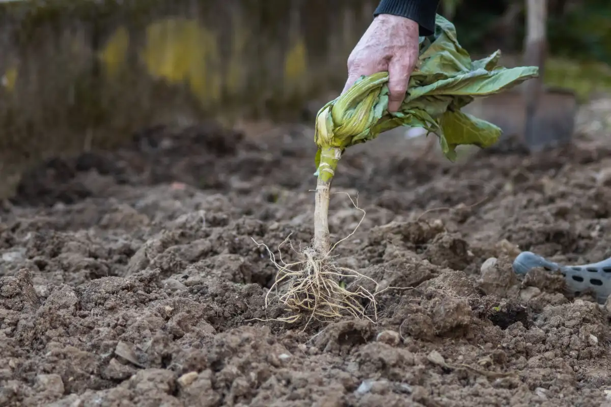 What Extension Soil Guides Say About Rotation Order