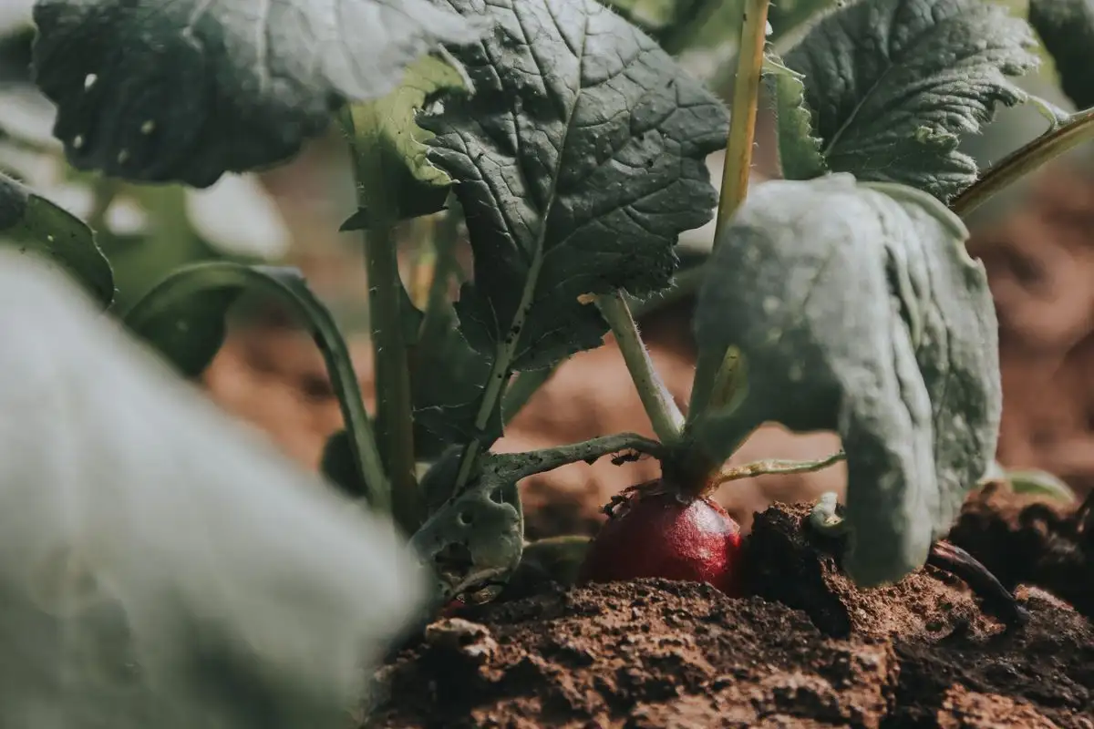 Four-Year Rotation Order That Keeps Small Beds Productive