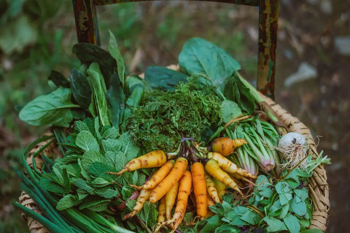 Harvest Before 10 A.M. or Lose Days of Freshness