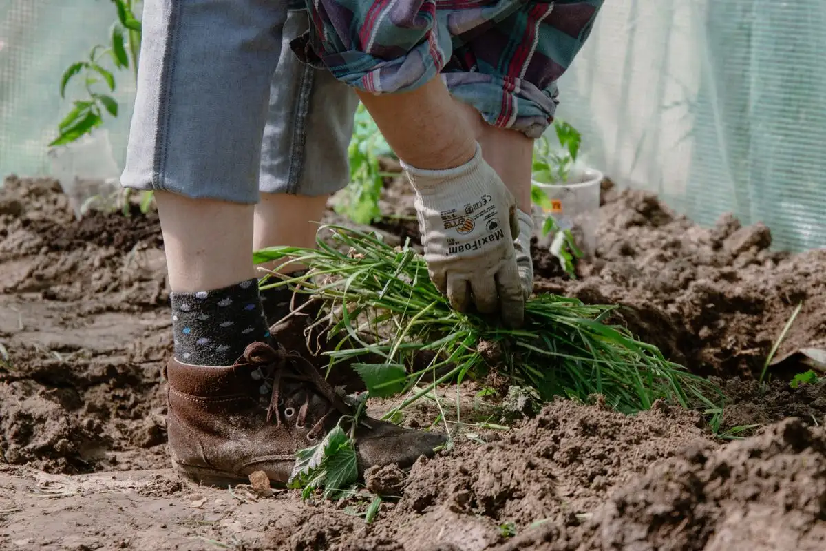 Hoe, Pull, or Flame? Don't Kill Vegetables Weeding Wrong