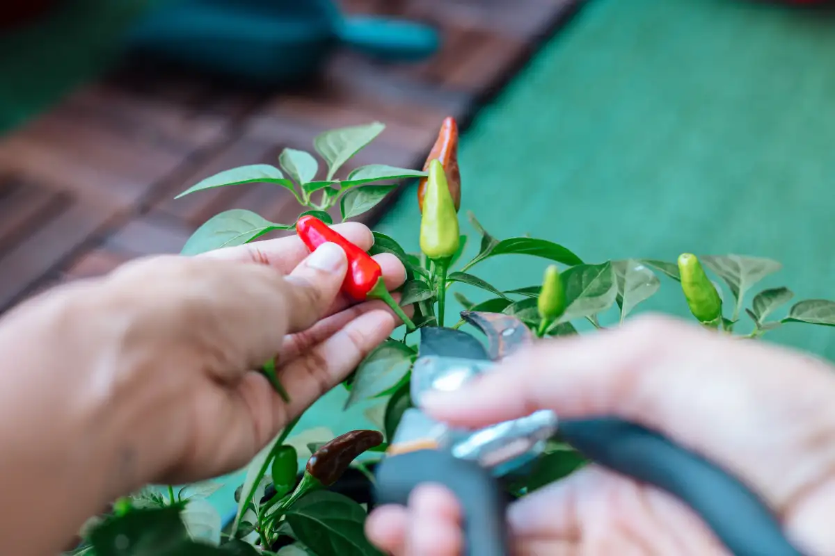 You Can Keep Harvesting After Frost on a Small Balcony
