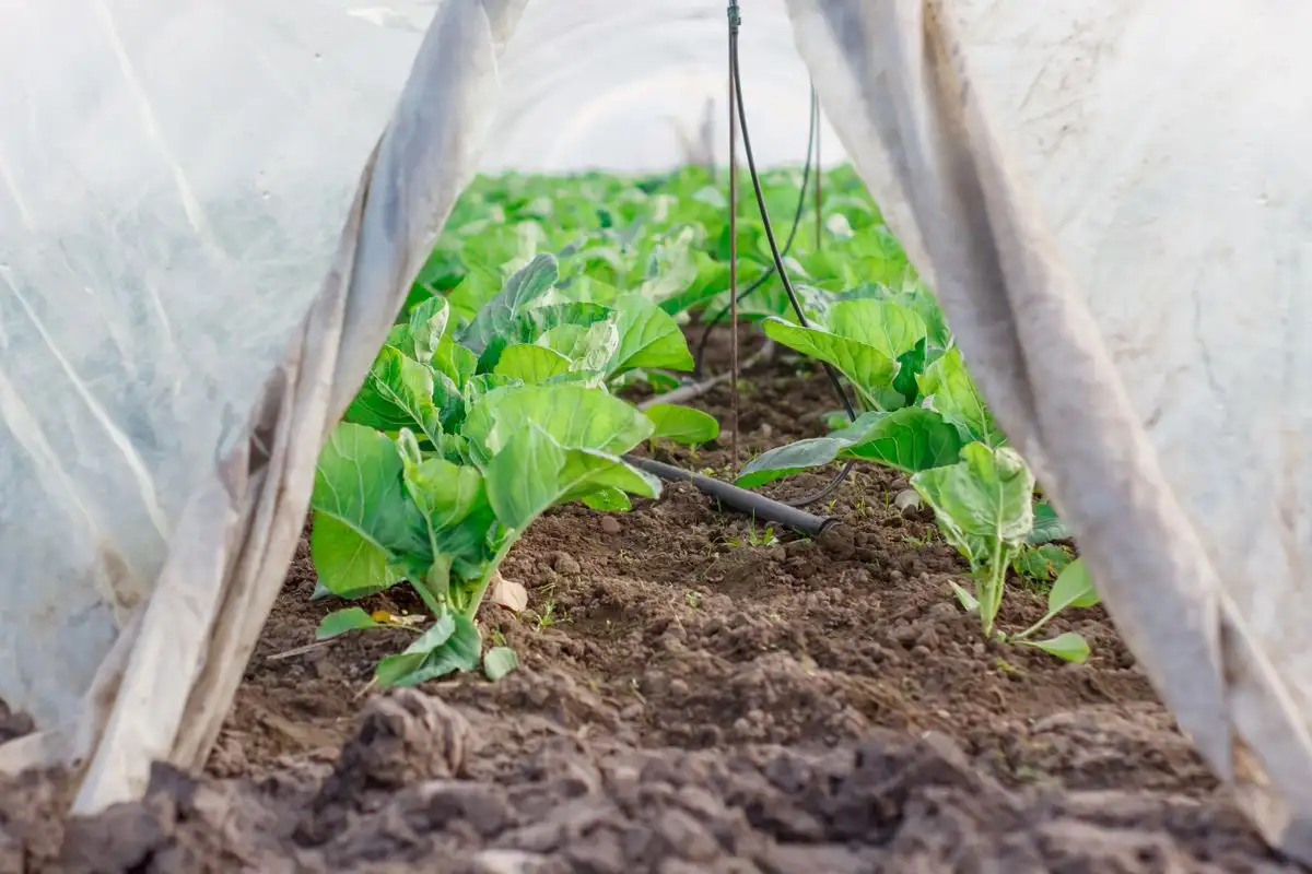 Low Tunnel Sizes That Fit Raised Beds and Tall Crops