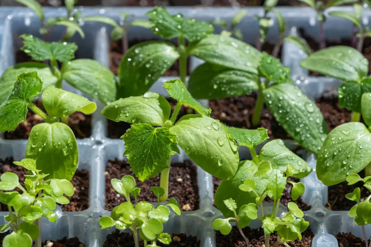 The Midday Heat Under a Closed Cold Frame Kills Seedlings