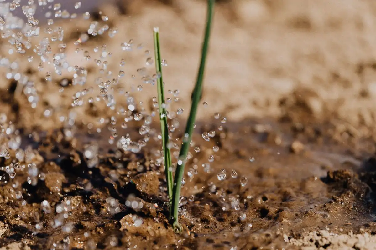 How Many Minutes Should Drip Irrigation Run Each Week?