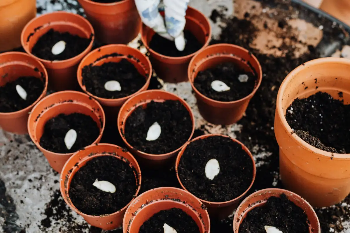 Your Old Potting Soil Is Quietly Costing You Germination