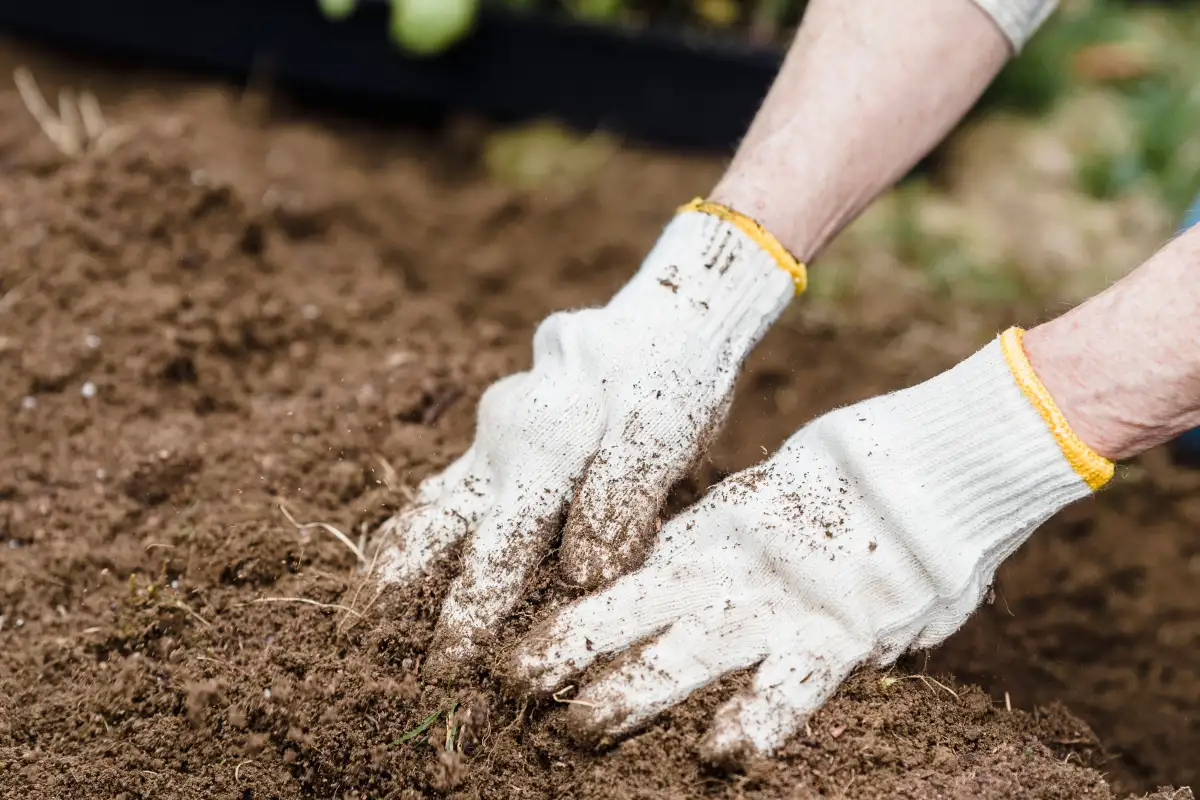 Organic Fertilizers Need Weeks Before Roots Need Them