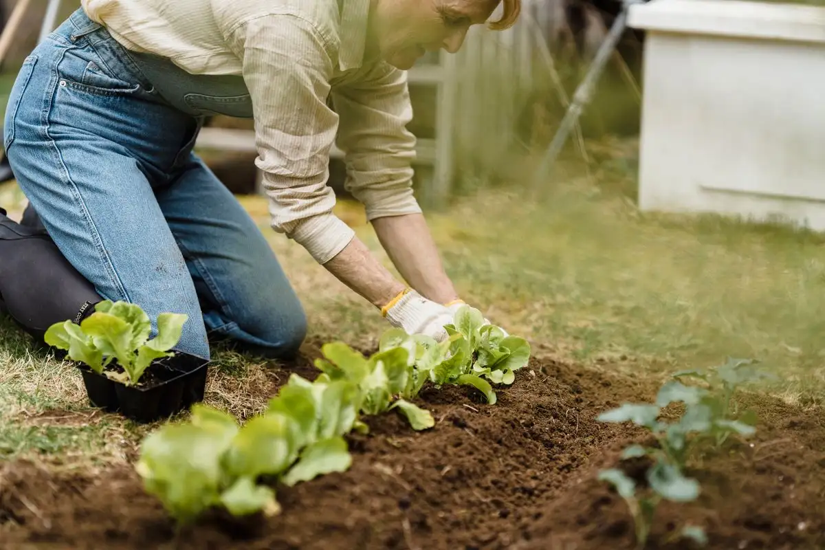 How to Plan Companion Planting Around Evidence, Not Folklore