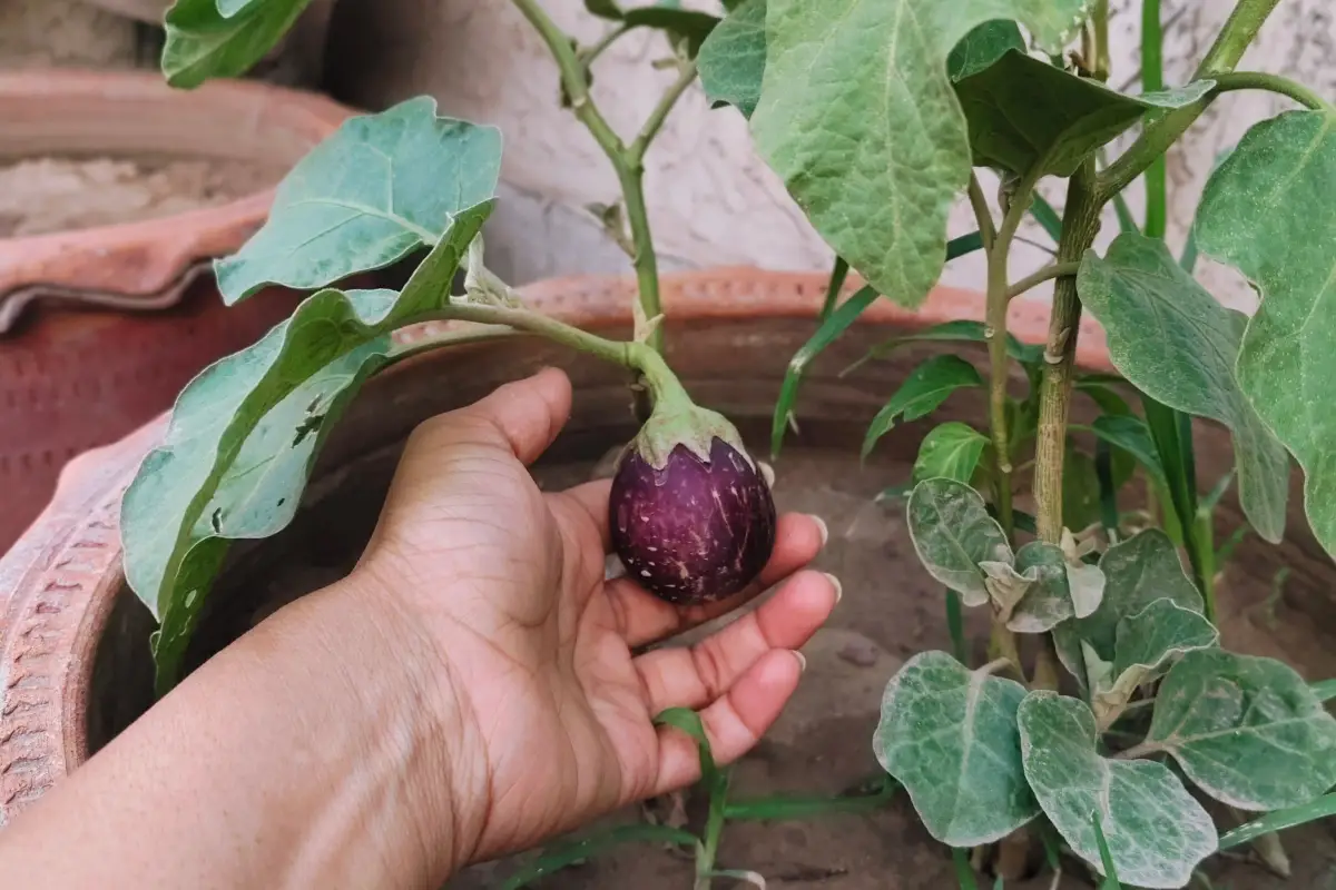 Pot Size, Not Plant Food, Limits Container Vegetable Harvests