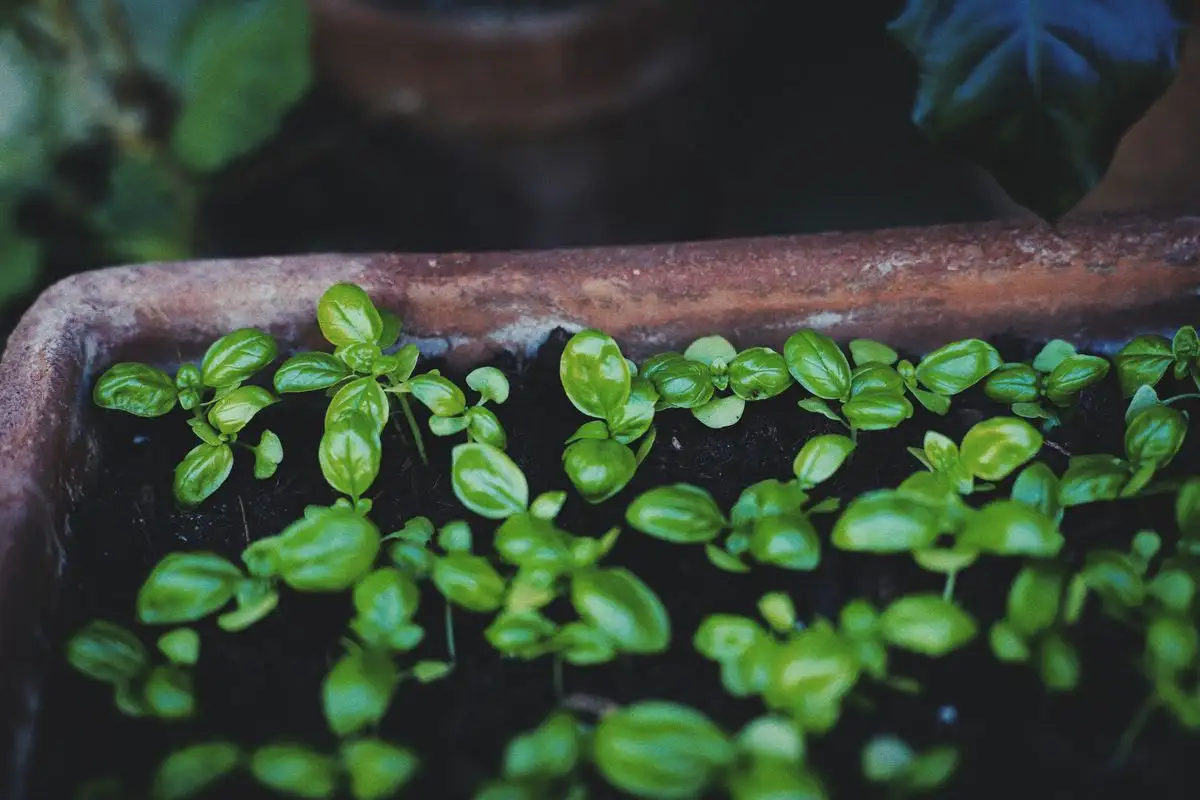 Your Potting Mix Stops Feeding Weeks Before Harvest