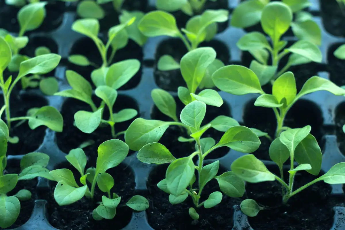 Seven Days of Hardening Off Before Your Seedlings Move