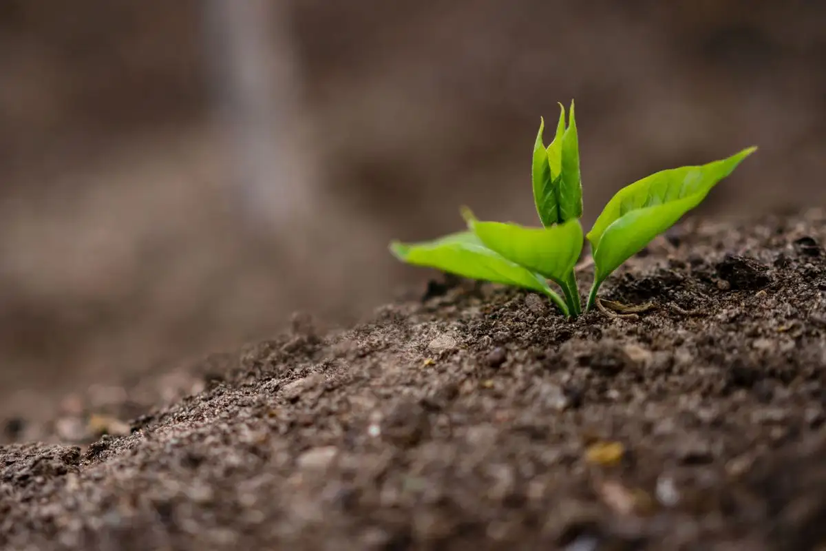 Getting Small-Space Soil Amendments Right the First Time