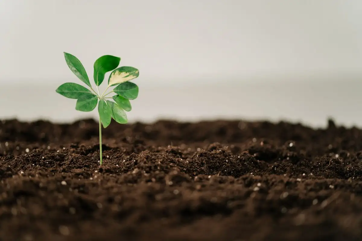 Which soil pH test should you actually trust at home?