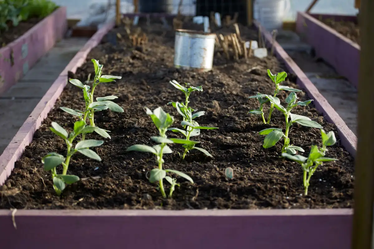 Sow Every 10 Days to Stretch One Bed Through the Fall