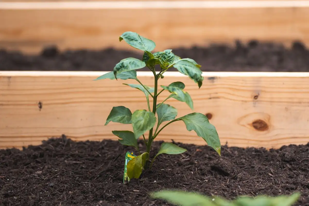 When Should You Sow Your Next Crop? Count Back from Frost