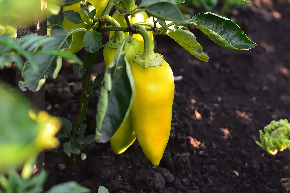 You Can Still Grow a Full Harvest in Acidic or Alkaline Soil