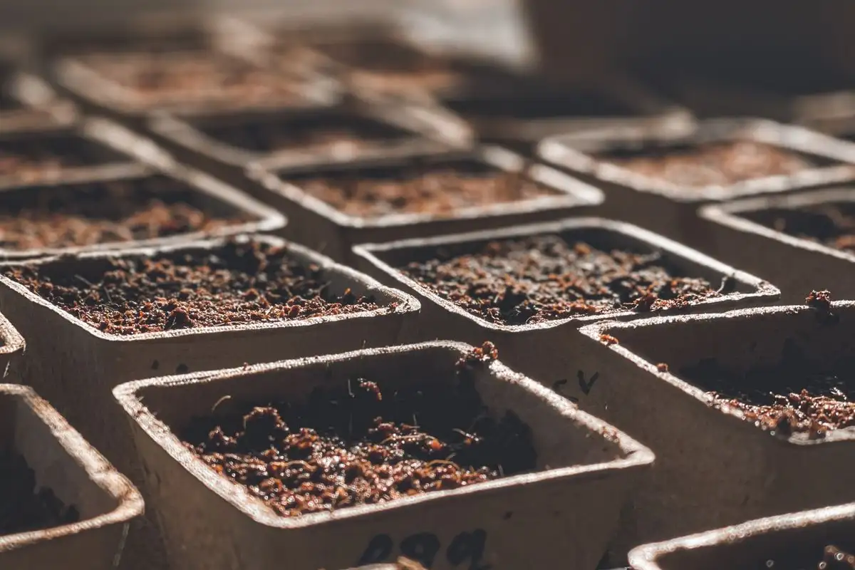 Stop Next Year's Weeds by Shrinking the Soil Seed Bank
