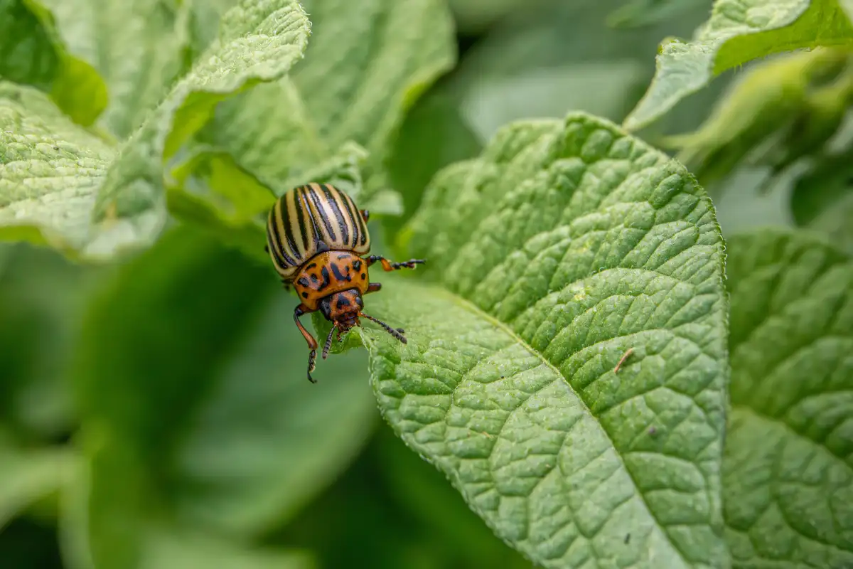Why Trap Crops Beat Companion Planting for Flea Beetles