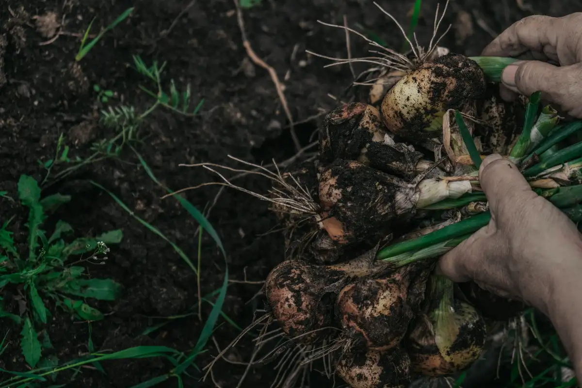 The Two-Week Curing Step That Saves Your Onions