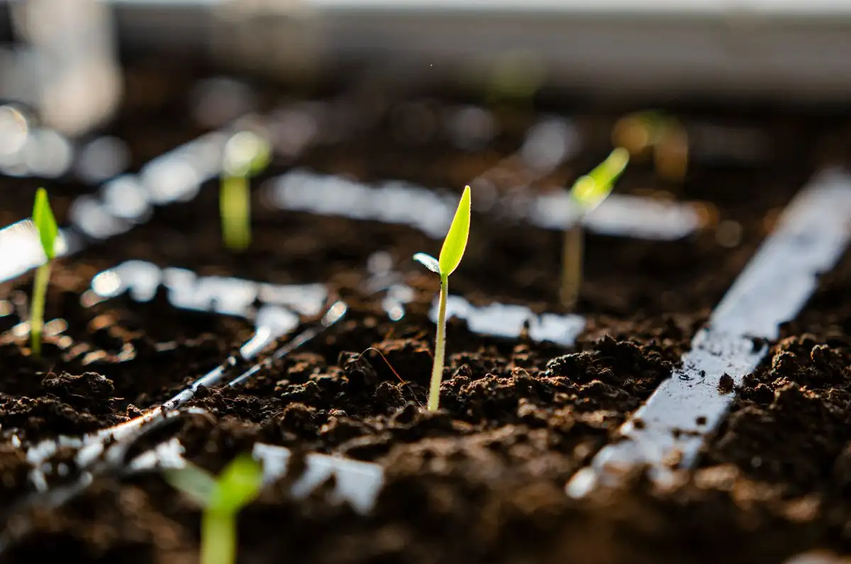 The Water Sitting in Your Seed Tray Is the Real Problem