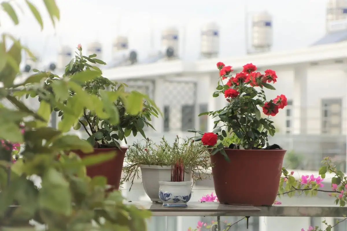 The Watering Habit That Silently Kills Balcony Pots