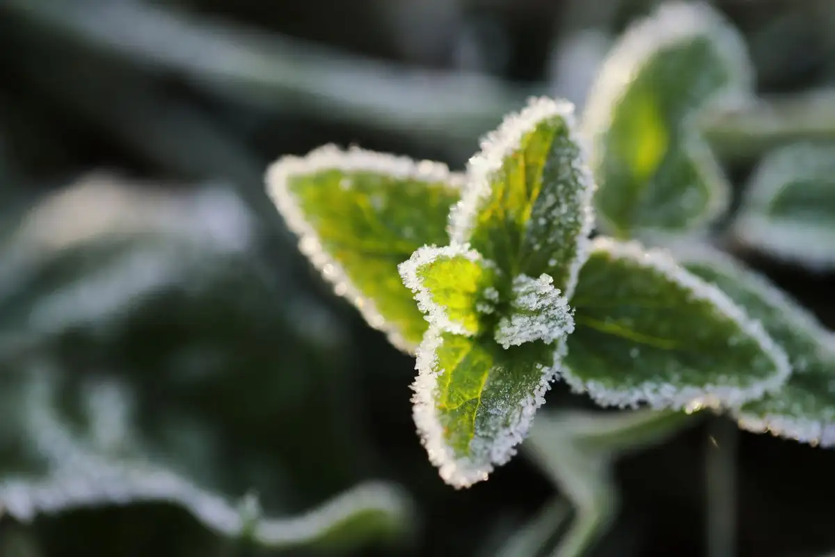 Will That Variety Even Finish Before Your First Frost?